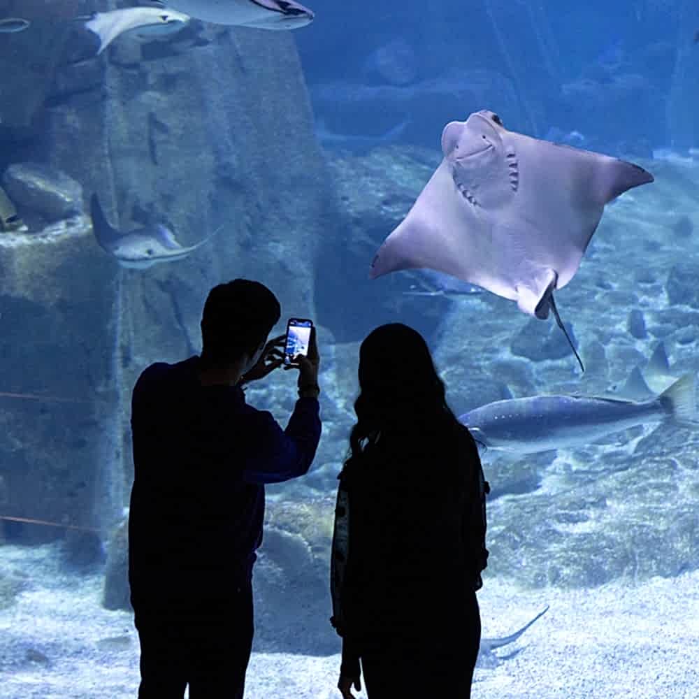 Türkiye’nin Ulusal Akvaryumu<br>İstanbul Akvaryum…