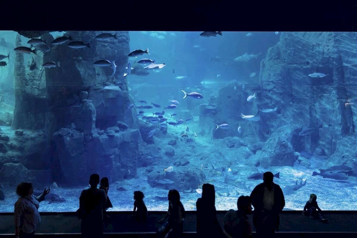 İstanbul Akvaryum’da Yapabileceğiniz Birbirinden Eğlenceli 5 Etkinlik