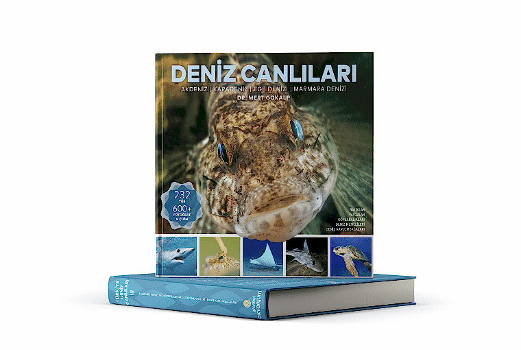 DENİZ CANLILARI